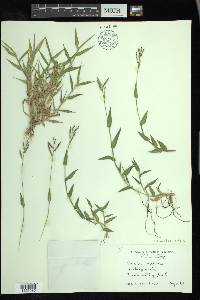 Urochloa reptans image