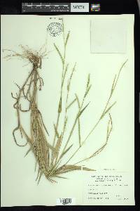 Urochloa platyphylla image