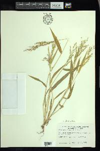 Urochloa ramosa image