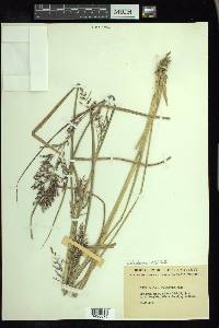 Coleataenia stipitata image