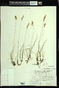 Anthoxanthum monticola image