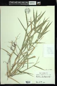 Urochloa platyphylla image