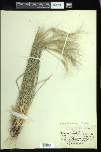 Elymus elymoides subsp. brevifolius image