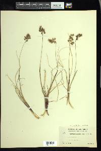 Anthoxanthum monticola image