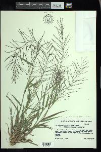 Leptochloa panicea image