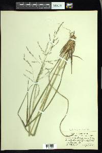 Coleataenia longifolia image