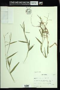 Urochloa plantaginea image