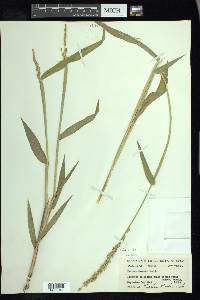 Urochloa texana image