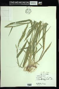 Urochloa texana image