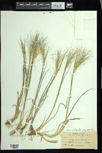 Elymus elymoides subsp. brevifolius image