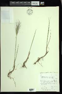 Elymus elymoides subsp. californicus image