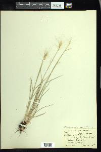 Elymus elymoides subsp. californicus image