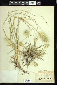 Pennisetum villosum image