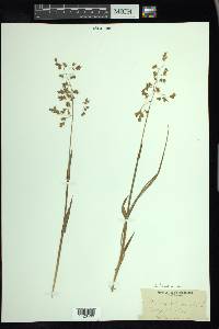 Anthoxanthum nitens image