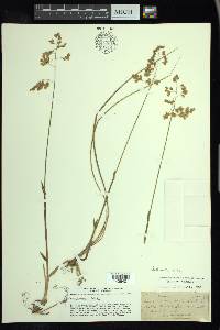 Anthoxanthum nitens image