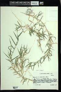 Urochloa ciliatissima image