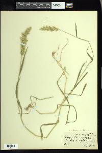 × Agropogon lutosus image