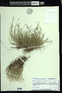 Muhlenbergia richardsonis image