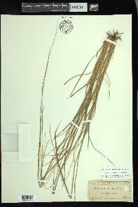 Setaria chapmanii image