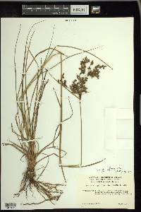 Scirpus atrocinctus image