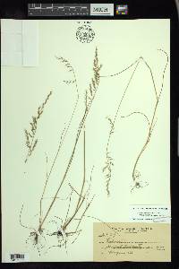 Vulpia microstachys var. microstachys image