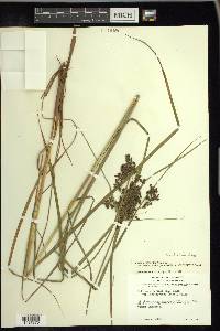 Scirpus atrocinctus image