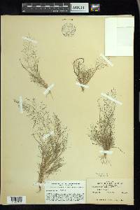 Eragrostis capillaris image