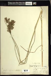 Scirpus atrocinctus image