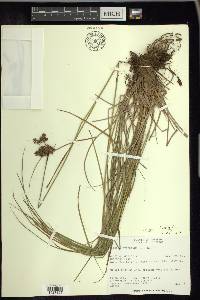 Scirpus atrocinctus image