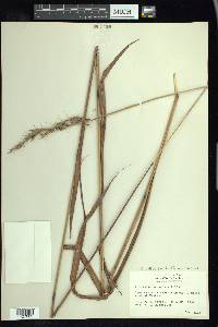 Saccharum brevibarbe var. brevibarbe image