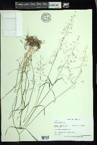 Poa sylvestris image