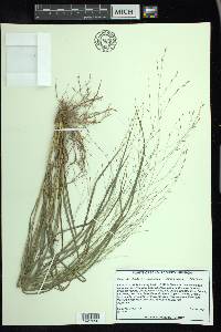 Eragrostis refracta image