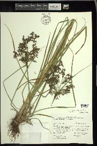 Scirpus atrocinctus image