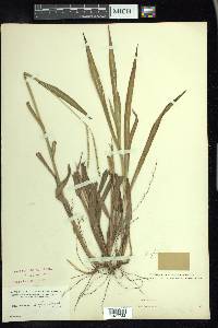 Paspalum setaceum var. supinum image