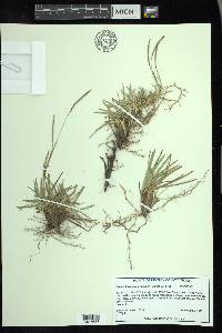 Eremochloa ophiuroides image