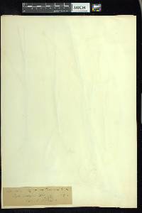 Elymus caninus image
