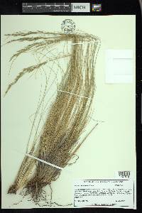 Festuca scabrella image