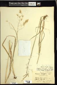 Bromus porteri image