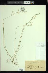 Vulpia microstachys var. microstachys image