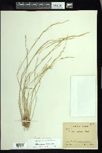 Festuca sciurea image