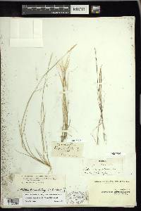 Sporobolus vaginiflorus image