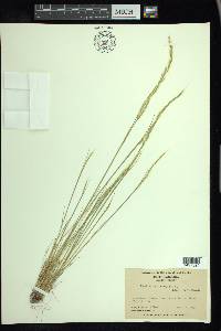 Festuca sciurea image