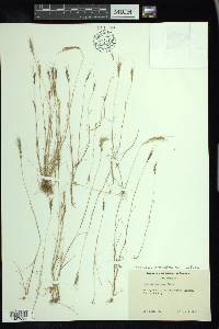 Vulpia microstachys var. microstachys image