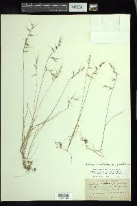 Vulpia microstachys var. microstachys image