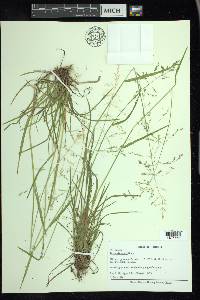 Poa sylvestris image