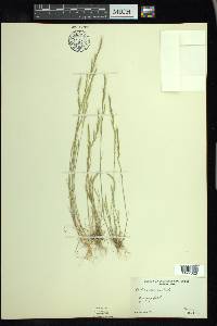 Festuca sciurea image