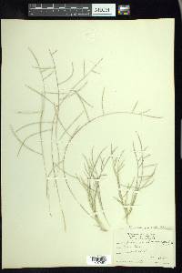 Schedonnardus paniculatus image