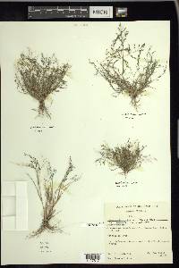 Eragrostis pilosa image