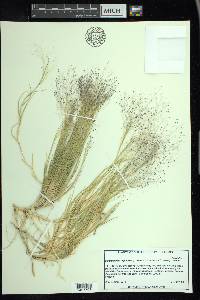 Muhlenbergia asperifolia image