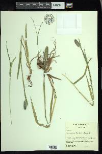 Phleum alpinum image